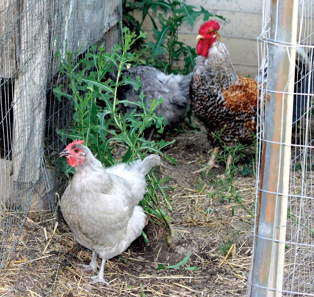 Backyard chickens